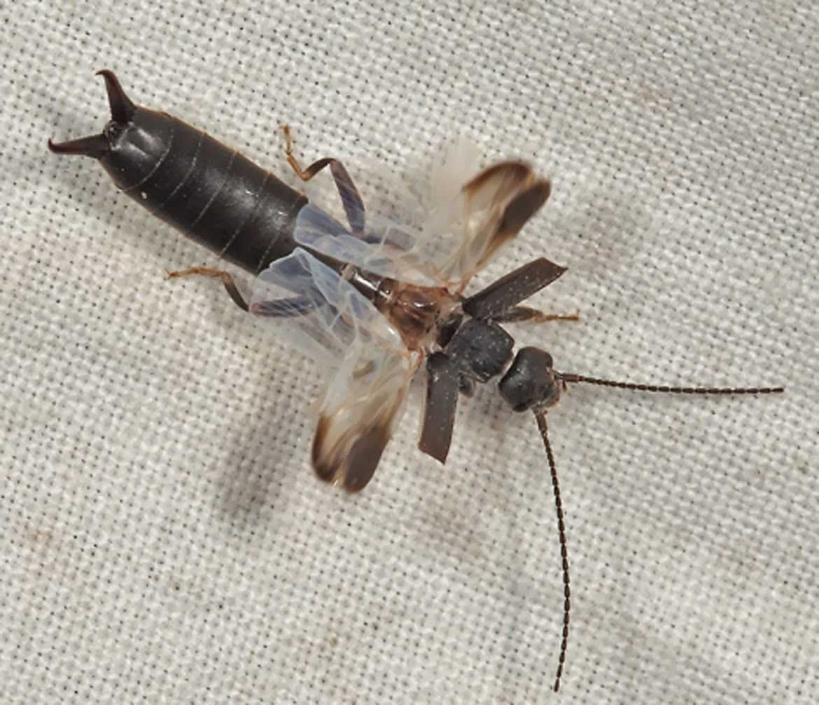 Чем опасна для людей мухоловка и как избавиться от насекомого